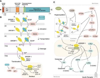 Targeting SREBP-1-Mediated Lipogenesis as Potential Strategies for Cancer